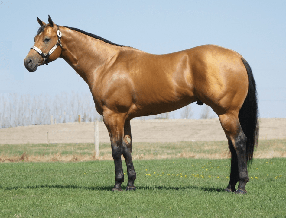 Horse Paintings For Sale Canada Horse Paintings For Sale Canada