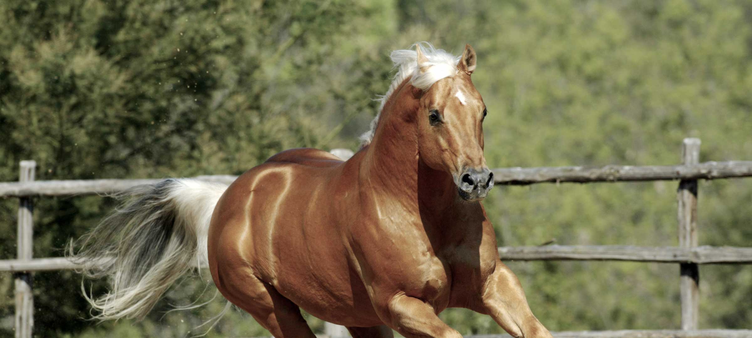 Il Quarter Horse