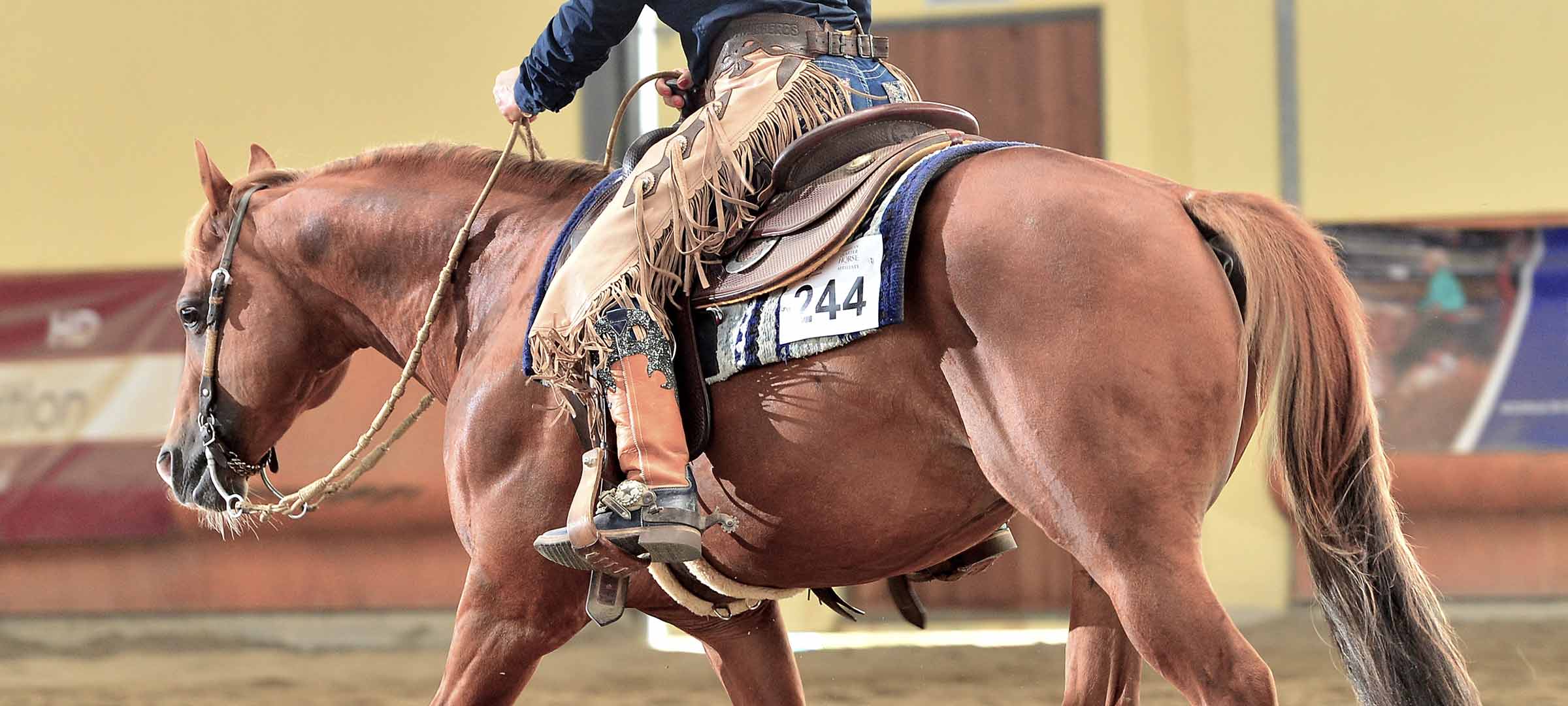 Registrazione Puledri